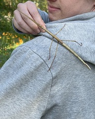 Ctenomorpha marginipennis