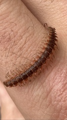 Pseudopolydesmus canadensis