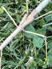 Ctenomorpha marginipennis