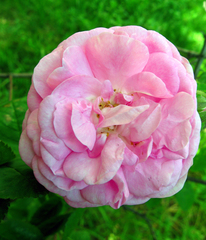 Rosa centifolia