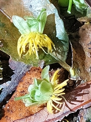 Passiflora tetrandra