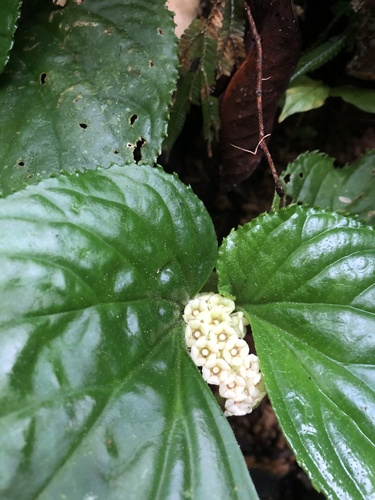 Pentaphragmataceae