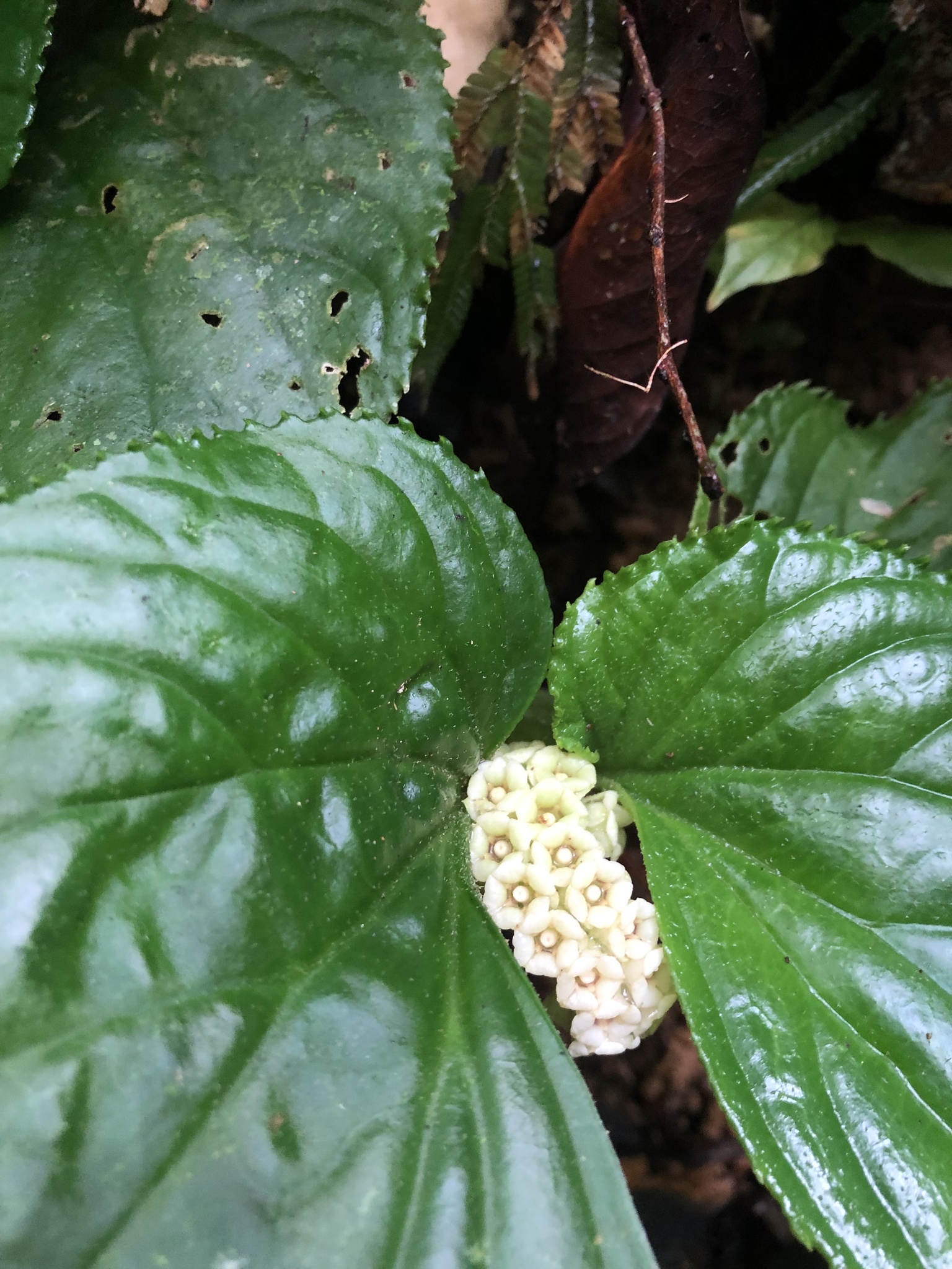 Pentaphragmataceae
