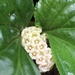 Pentaphragma begoniaefolium - Photo (c) Abby Hyde, μερικά δικαιώματα διατηρούνται (CC BY-NC), uploaded by Abby Hyde