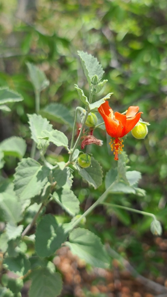 Hibiscus waterbergensis