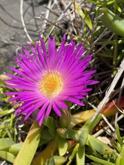 Carpobrotus glaucescens