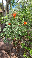Hibiscus waterbergensis