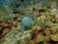 Pomacanthus arcuatus