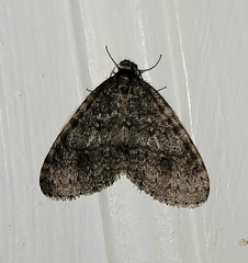 Operophtera occidentalis