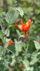 Hibiscus waterbergensis