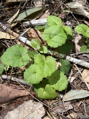 Veronica regina-nivalis