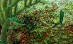 Canthigaster rostrata