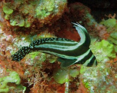Eques punctatus