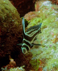 Eques punctatus