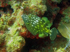 Cantherhines macrocerus