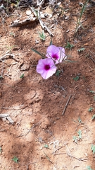 Ipomoea bolusiana