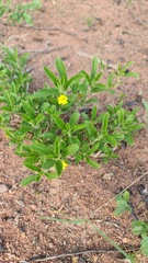 Afroqueta capensis