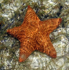 Oreaster reticulatus