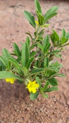 Afroqueta capensis