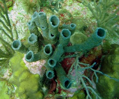 Callyspongia aculeata