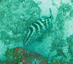 Epinephelus striatus