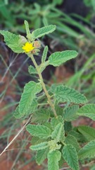 Corchorus kirkii