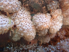 Aplousobranchia