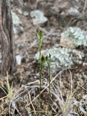 Pterostylis rubescens