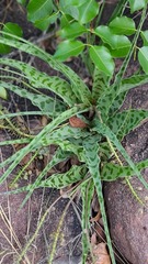 Ledebouria inquinata