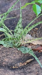 Ledebouria inquinata