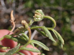 Osteospermum calendulaceum