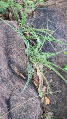 Ledebouria inquinata