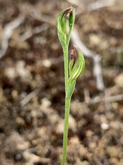 Pterostylis rubescens