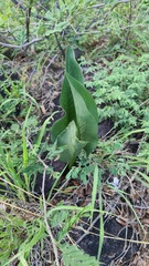 Ledebouria inquinata