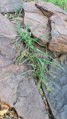 Ledebouria inquinata