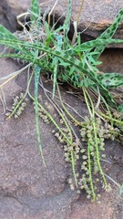 Ledebouria inquinata