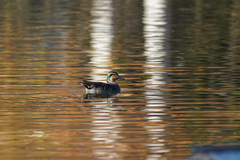 Sibirionetta formosa
