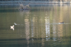 Sibirionetta formosa