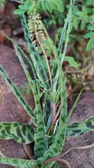 Ledebouria inquinata