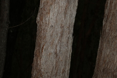 Eucalyptus carnea