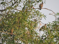 Streptopelia orientalis