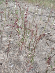 Haloragis heterophylla