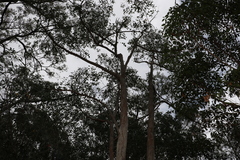 Eucalyptus carnea