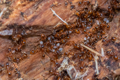Myrmica