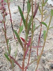 Haloragis heterophylla
