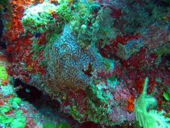 Monanchora arbuscula