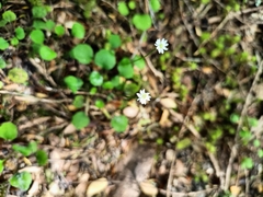 Lagenophora strangulata