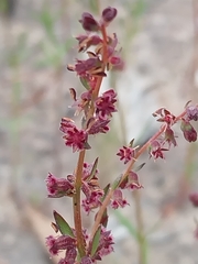 Haloragis heterophylla