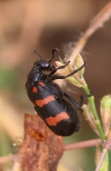 Hycleus biundulatus