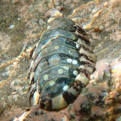 Onithochiton quercinus